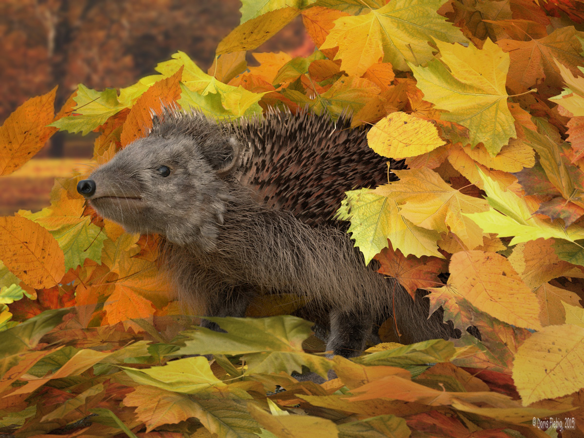 hedgehog_07_small.jpg