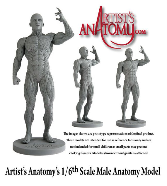 MaleAnatomy_5.jpg
