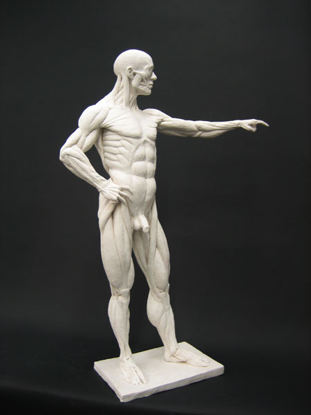 ecorche_r.jpg