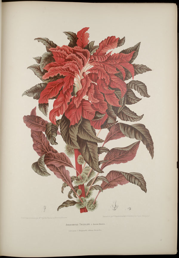 MBG - Amaranthus Tricolor 13.jpg