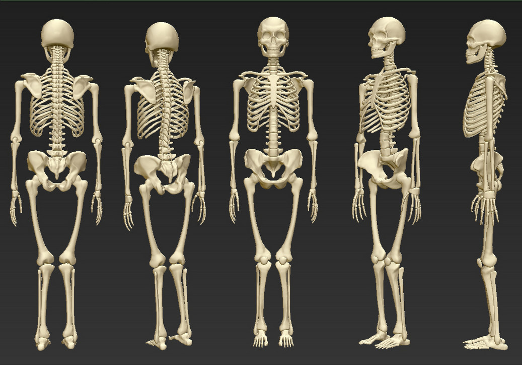 Ceryk_Skeleton.jpg