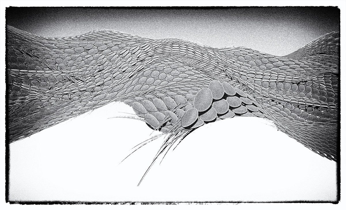 serpentBody.jpg
