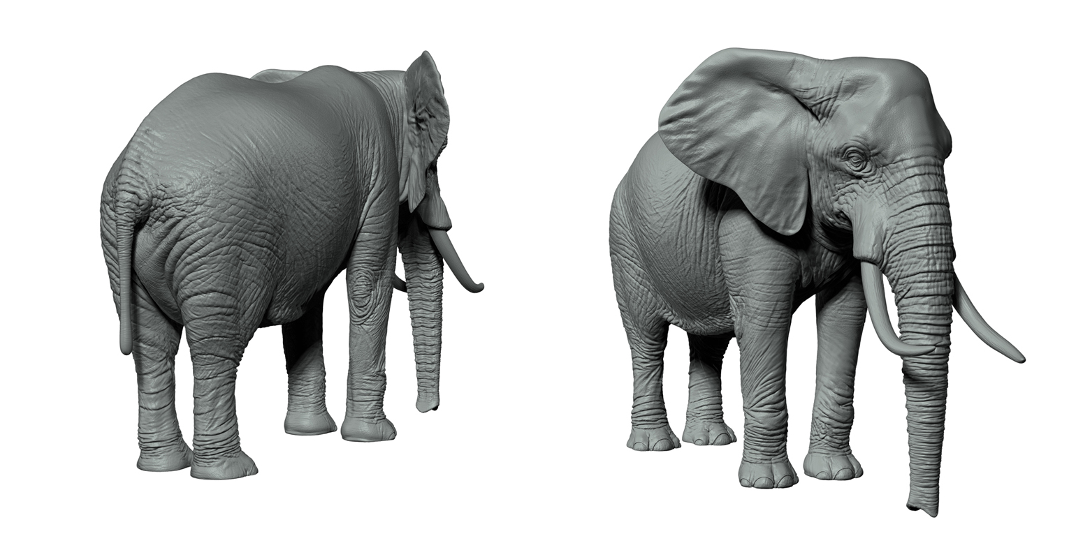 Elephant_Z_FINAL_02.jpg