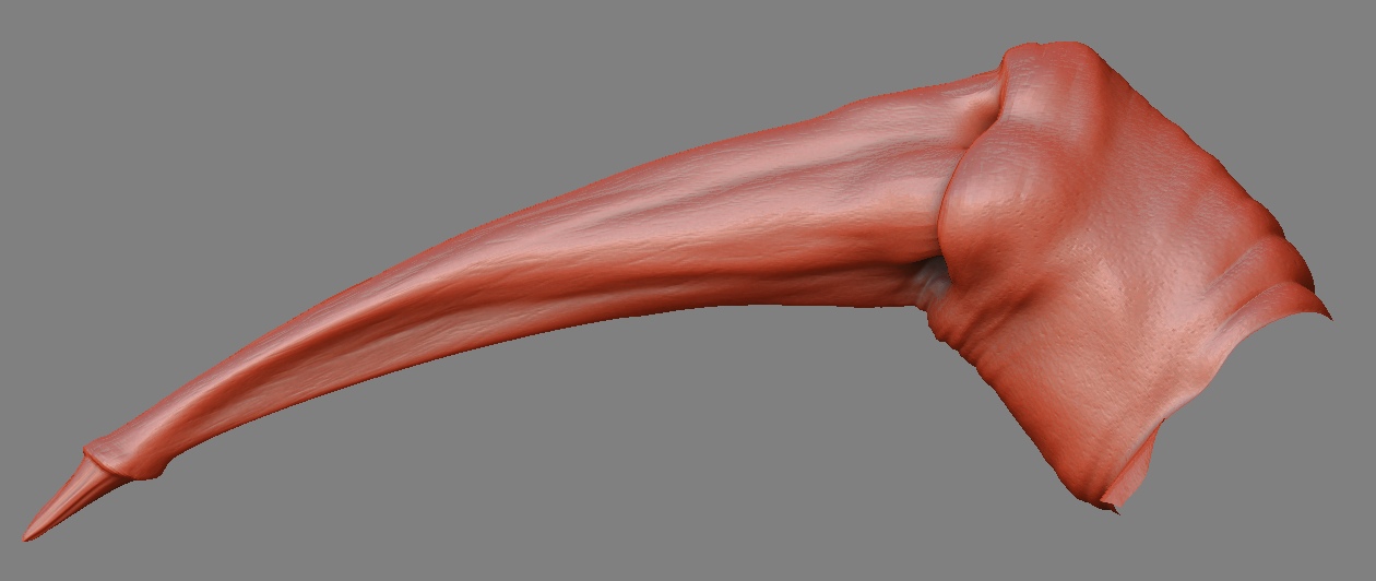 Para_leg_1.jpg