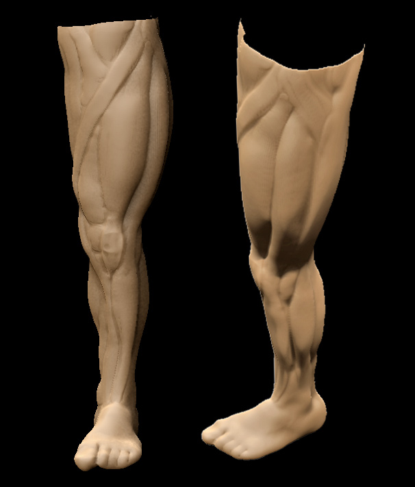 Leg_Muscles01.jpg