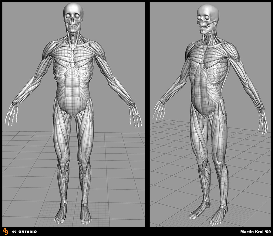AnatomyModel_05.jpg