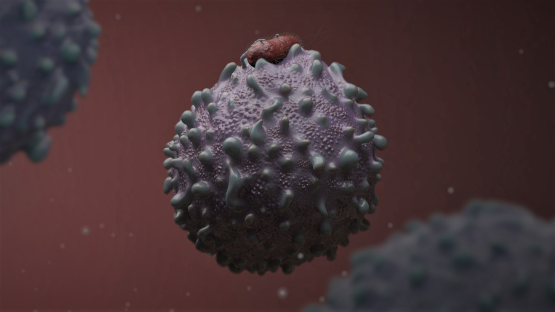 Bacteria swallowed.jpg