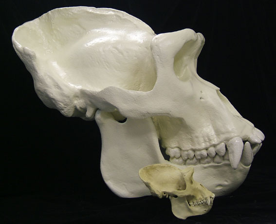 gorilla-profile.jpg