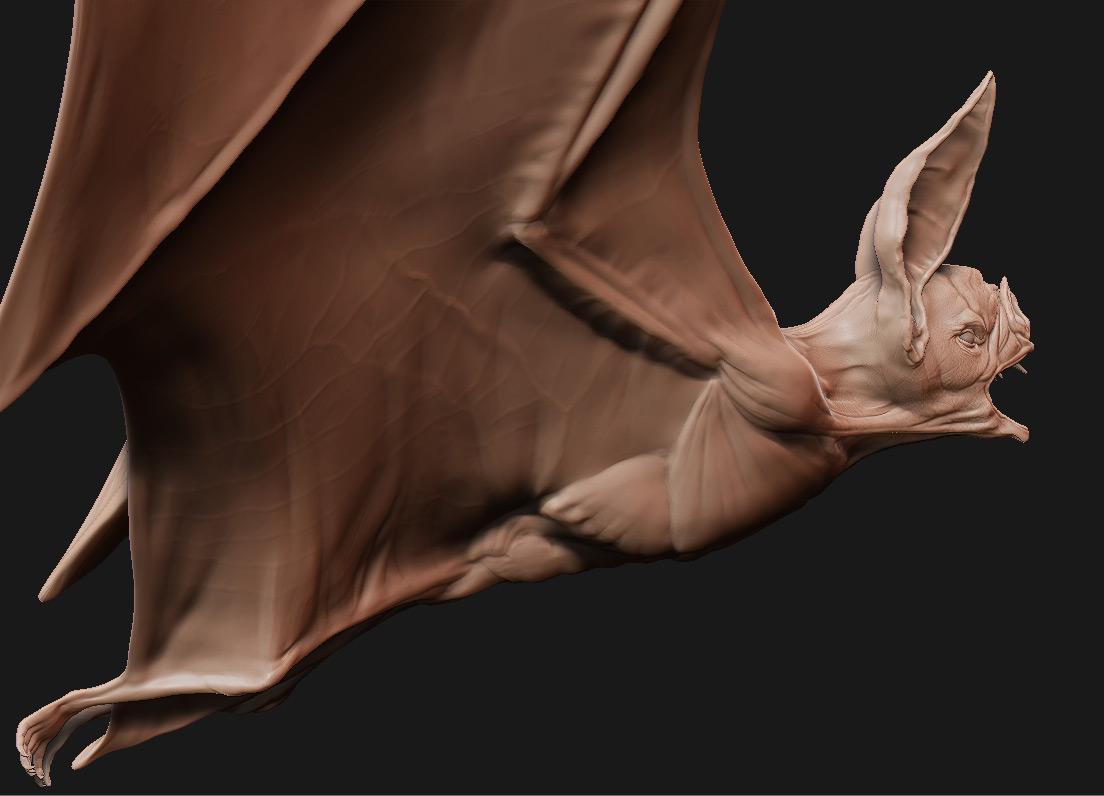 bat2.jpg