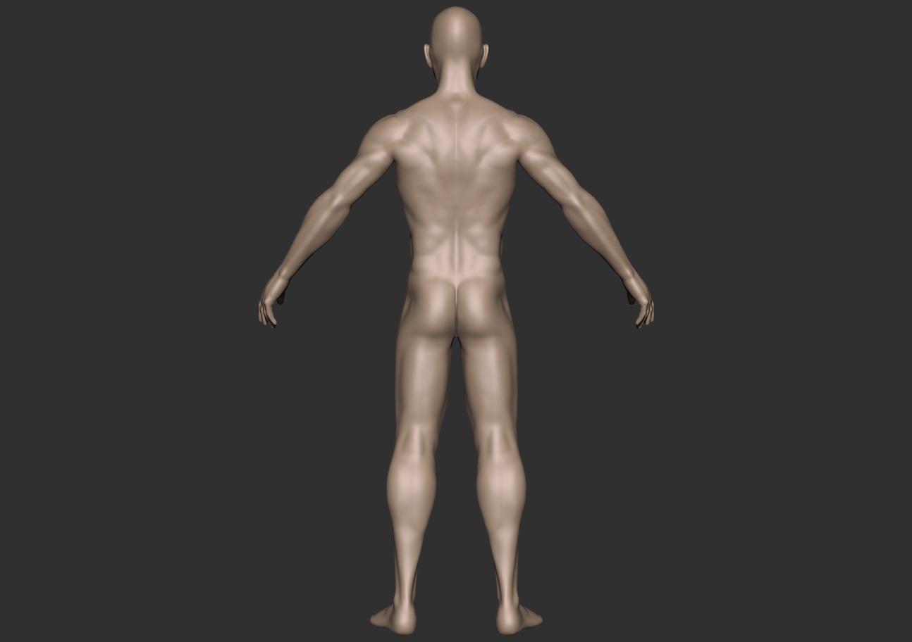 male anatomy_back.jpg