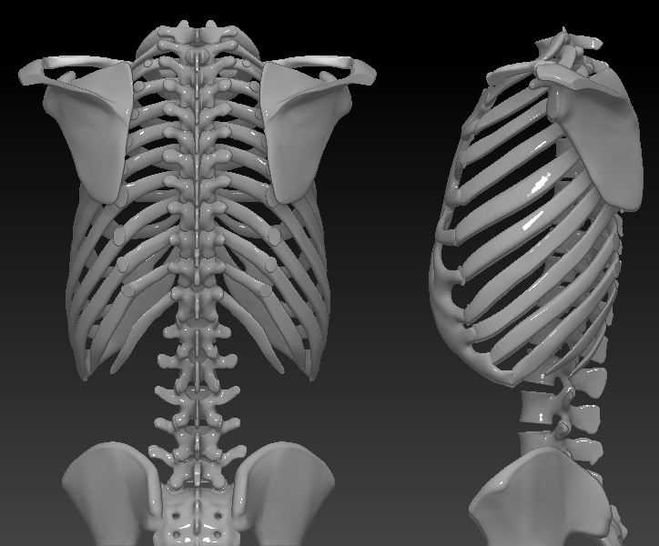 ZBrush Documenttoypskelmultipleview2.jpg