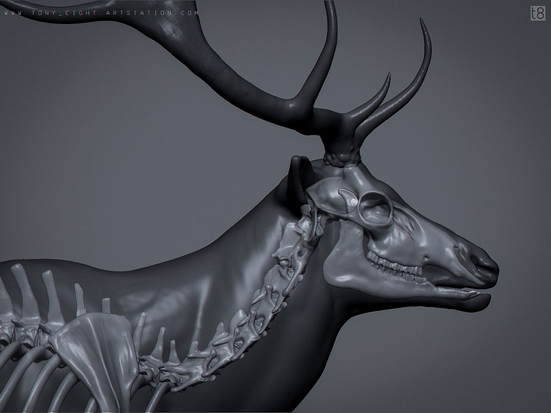 elk_deer_skin_01_small.jpg