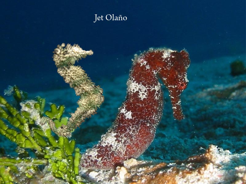 Seahorse Small.JPG