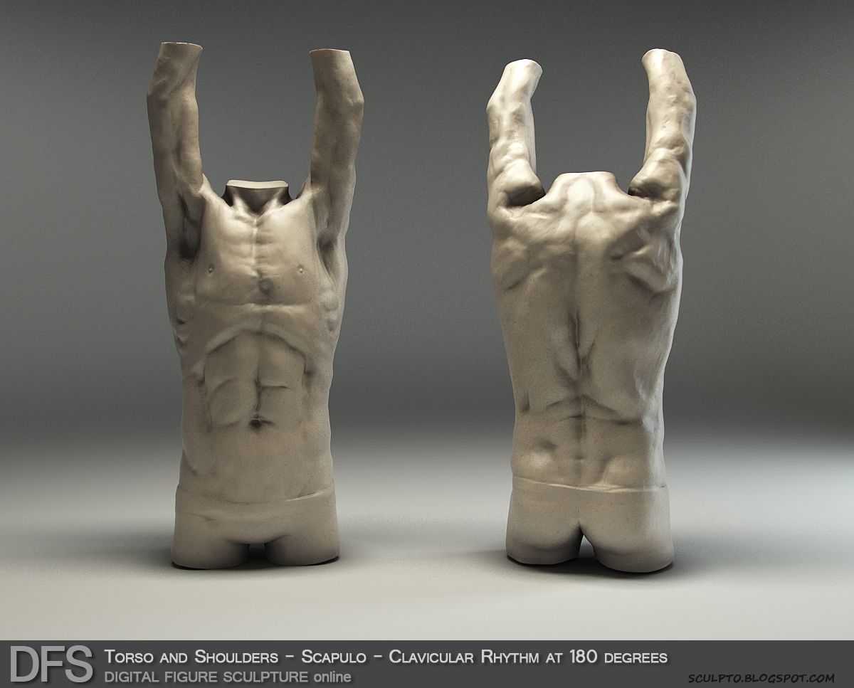 DFS ScapuloClavicularRhythm180_sm.jpg