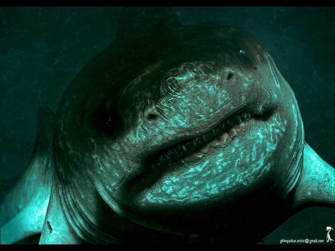shark4.jpg