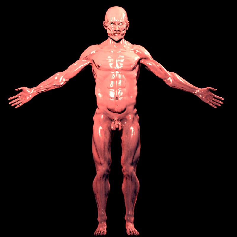muscledisplacementtestfront.jpg