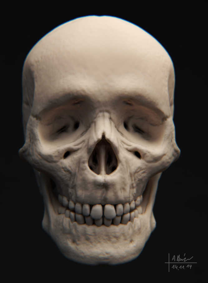 Skelett7.jpg