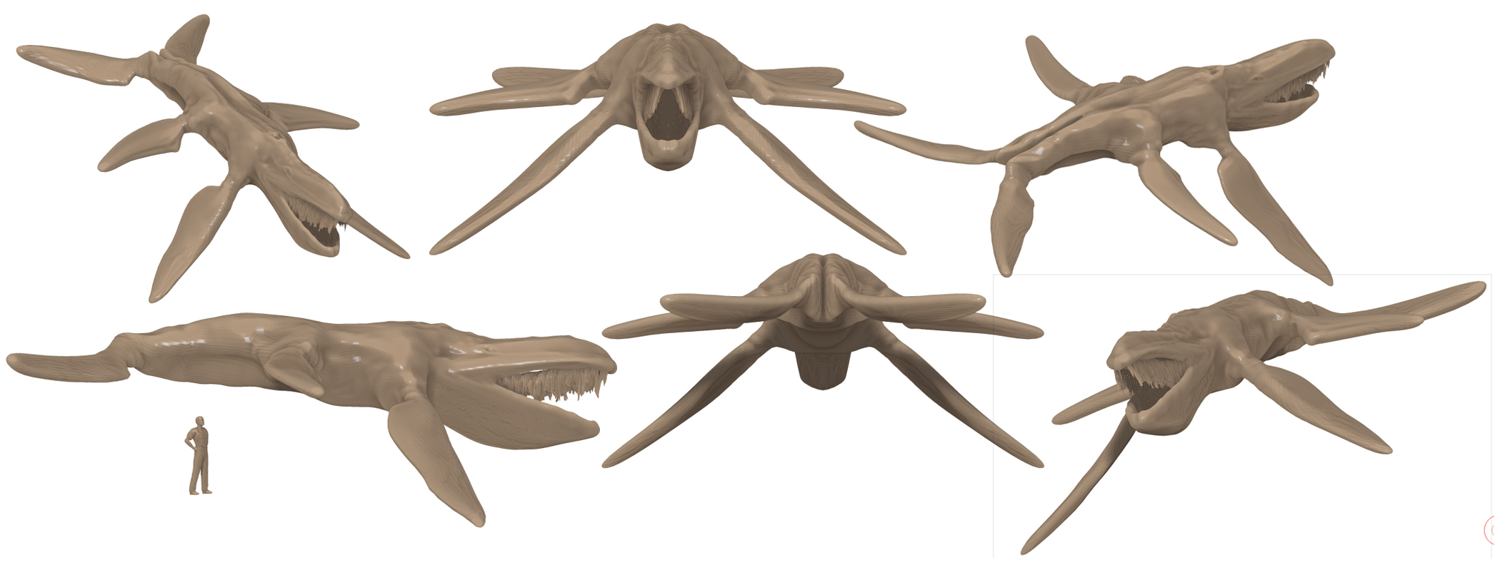 balaenturus s 001.jpg