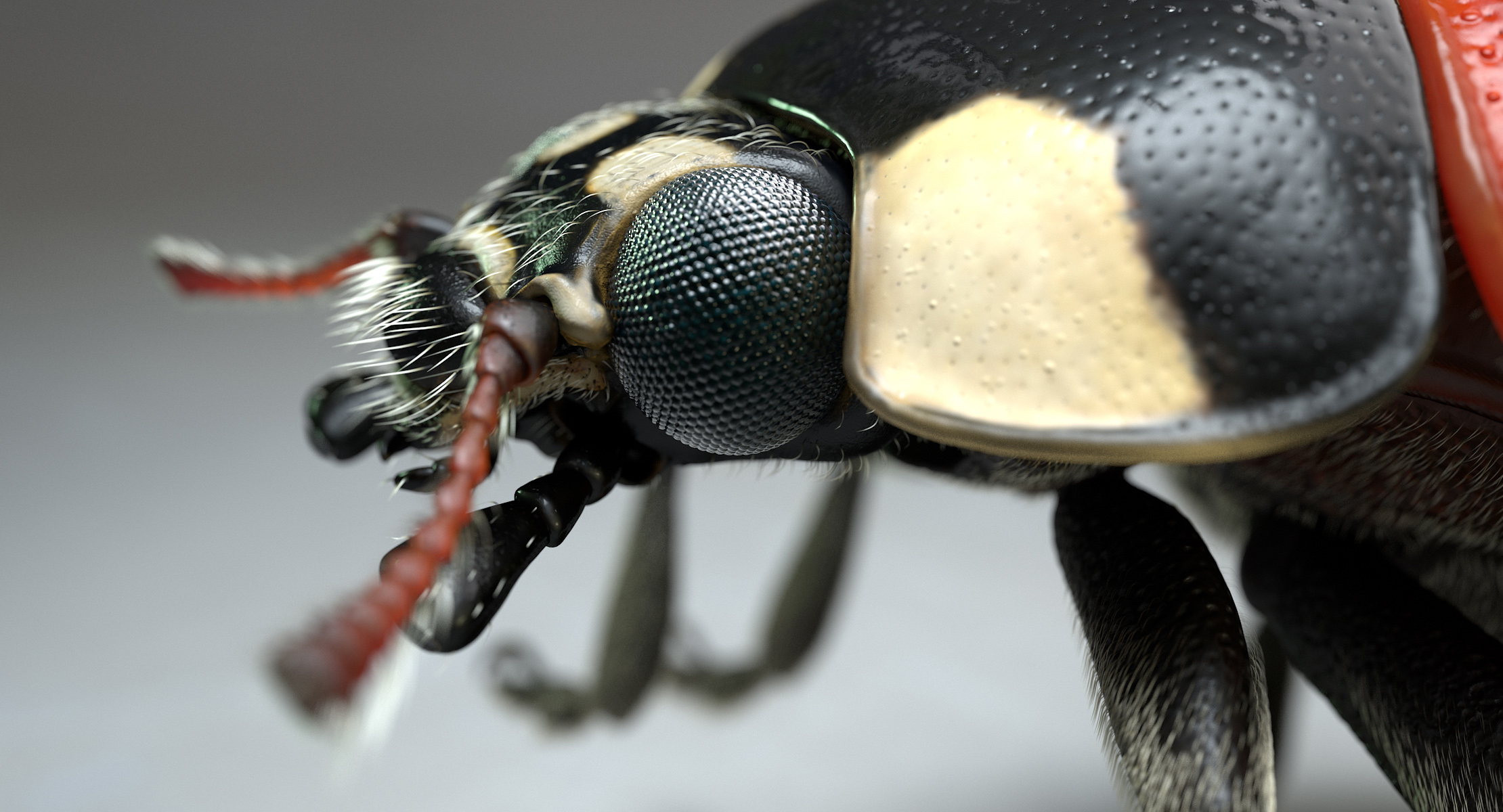 LadybugV02_imagesTS_00010.jpg
