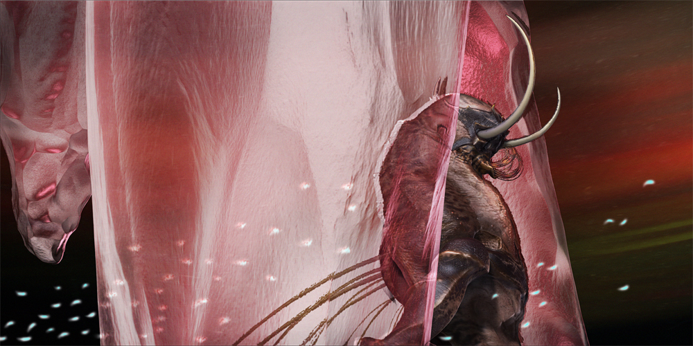 SoftBack2.jpg