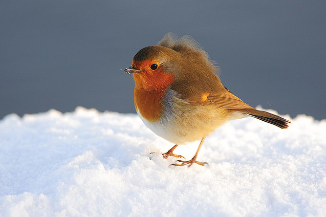 Robin.jpg