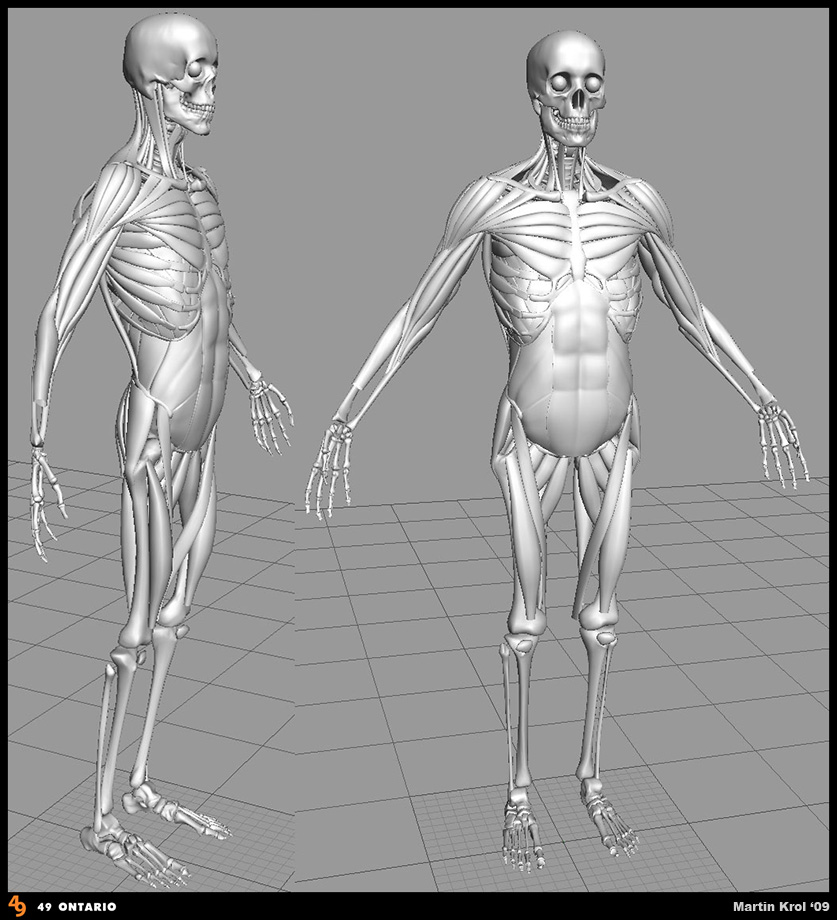 Human_Muscles_03.jpg