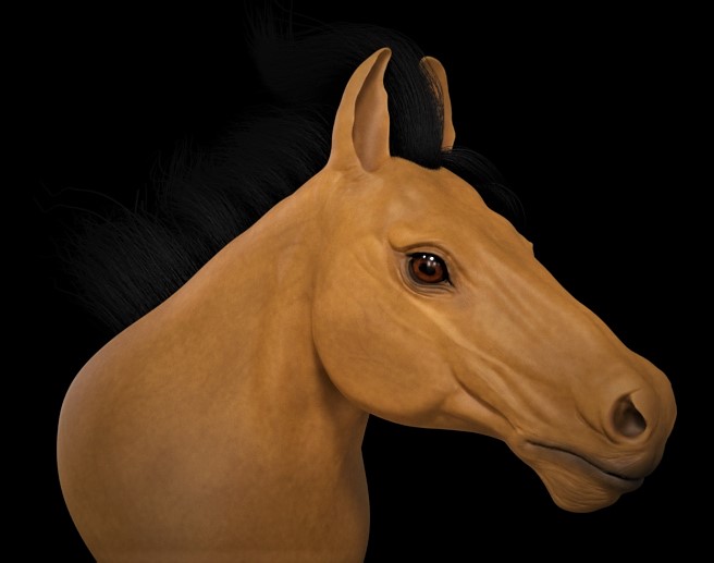 Horse6