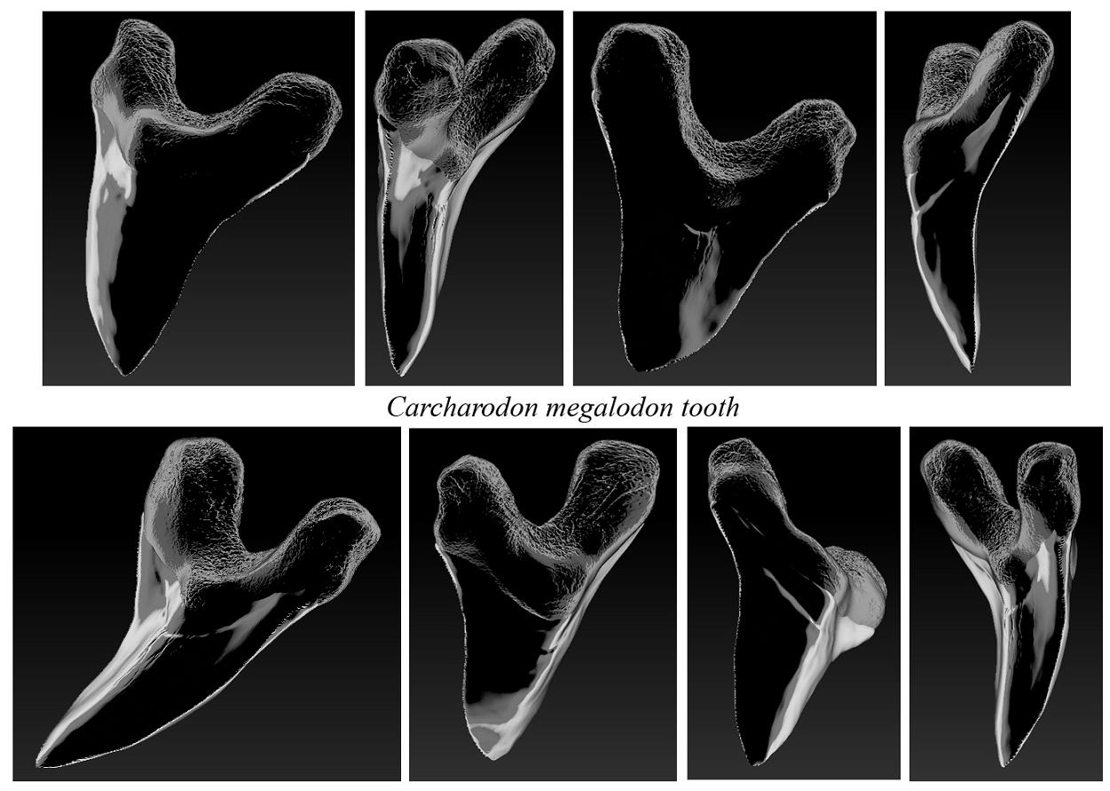 Carcharodon megalodon tooth 03.jpg