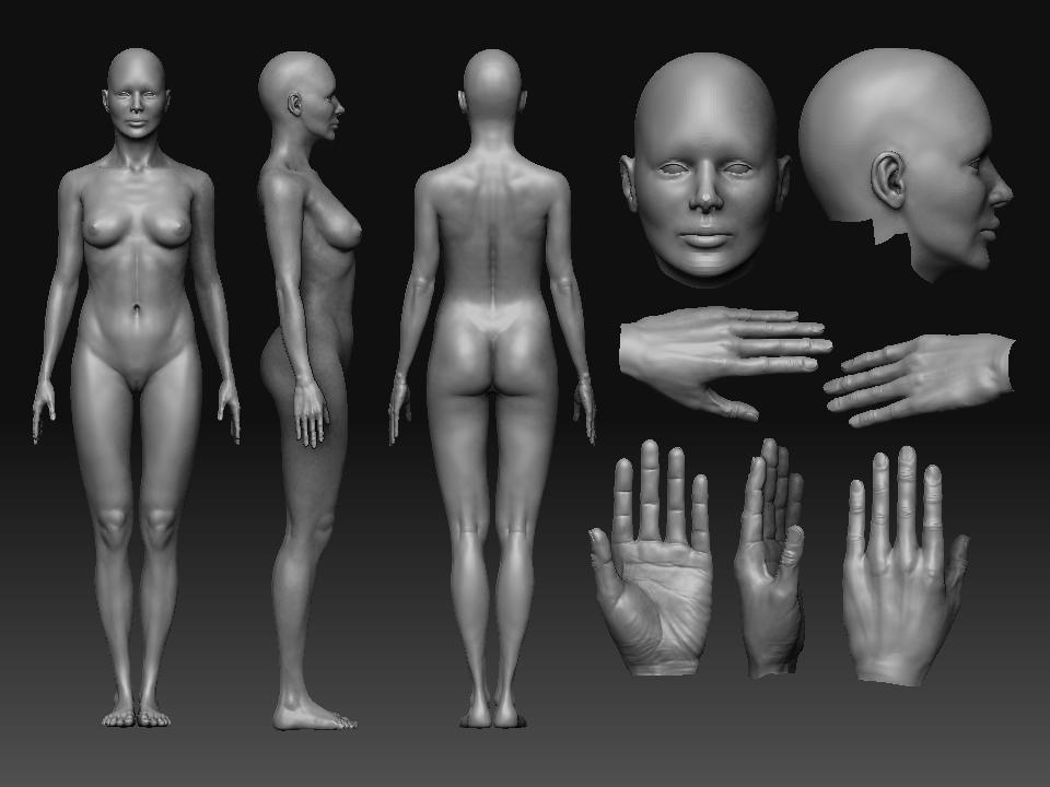 Female Anatomy Study - ZBrushCentral