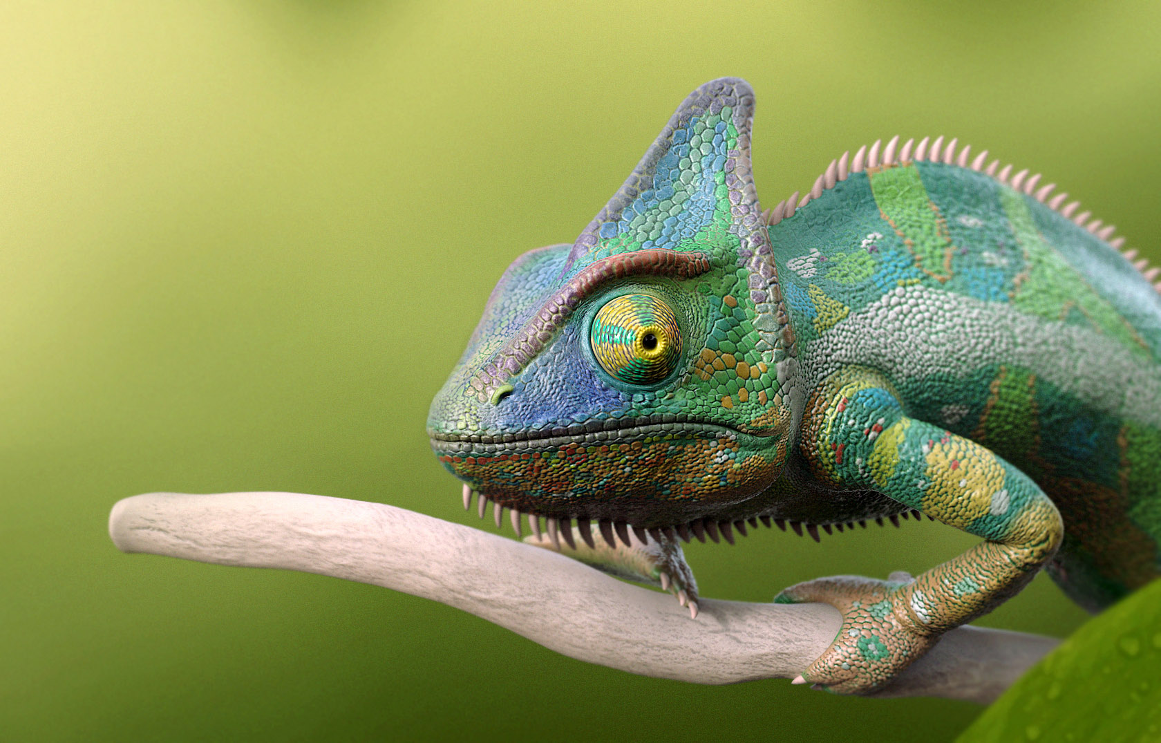 Hameleon8.jpg