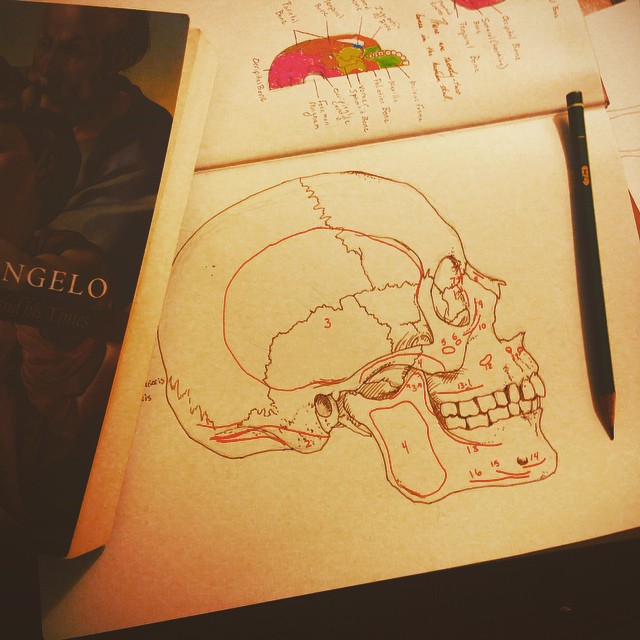 anatomy_notebook_Sabella_4.jpg