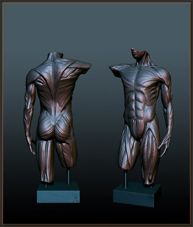 Bronze-Torso.jpg