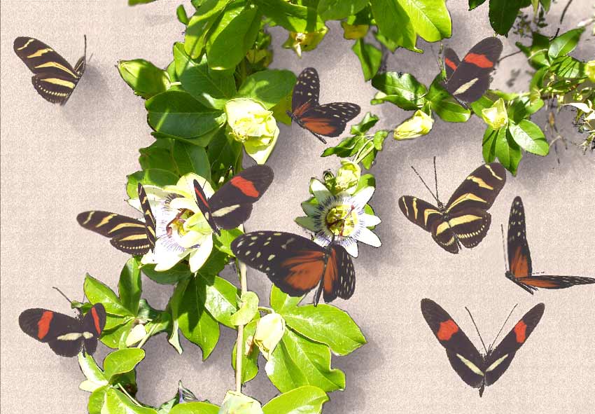 butterflies.jpg