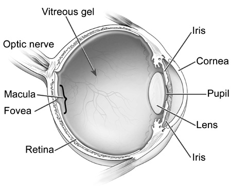 anatomy-of-the-eye.jpg