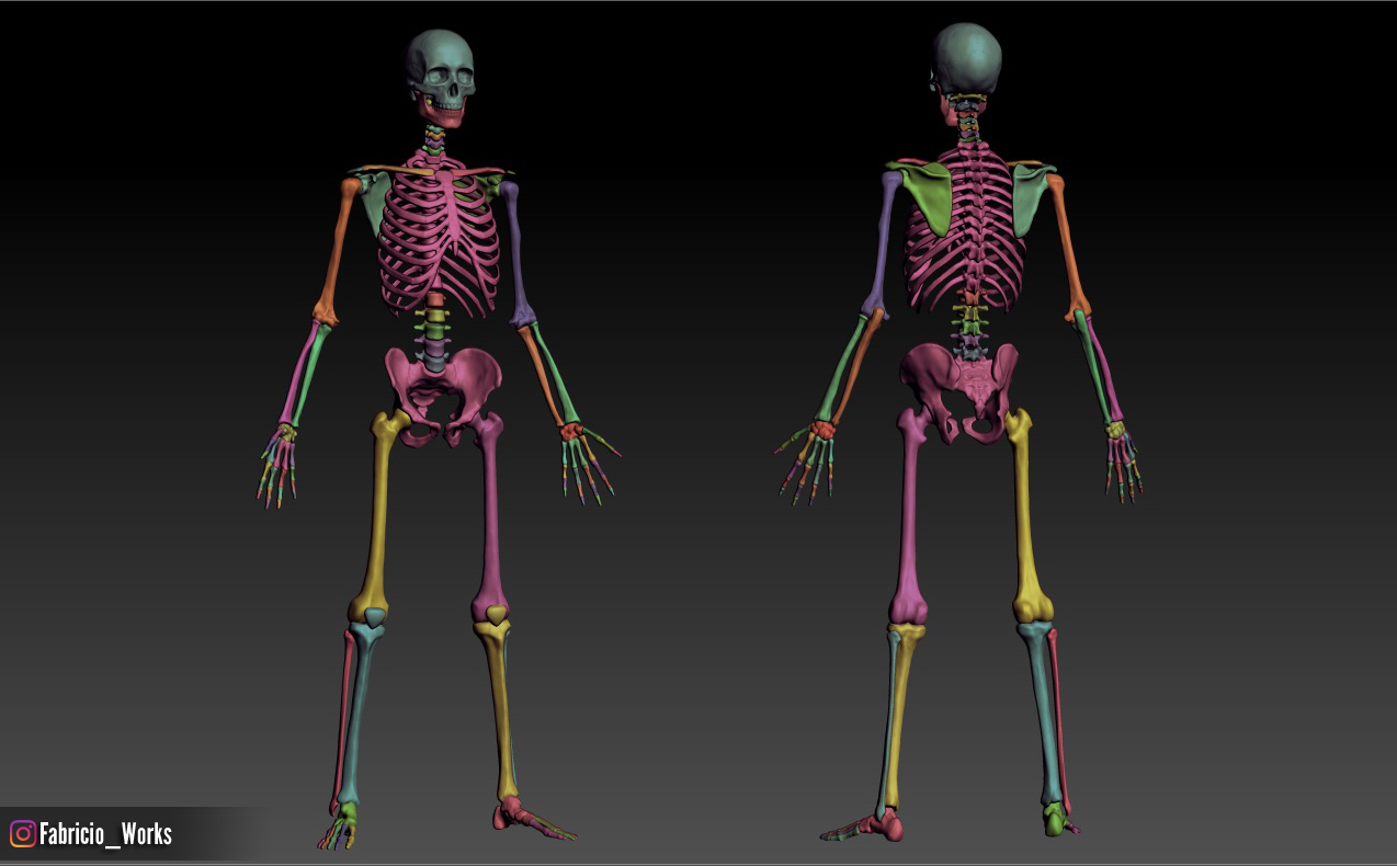 zbrush skeleton