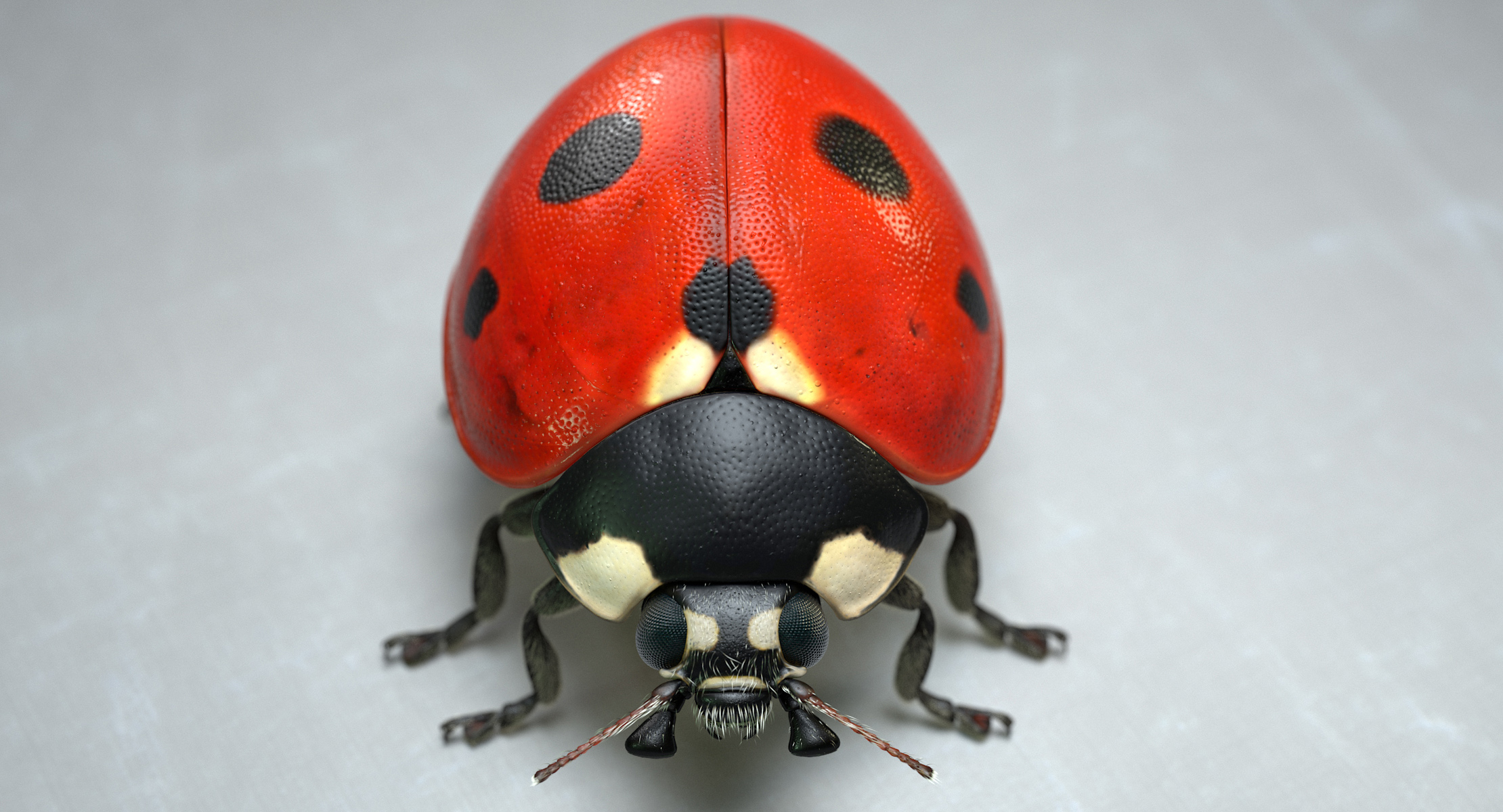 【国内正規品】 Ladybug 2 - ZBrushCentral ミディアムドレス
