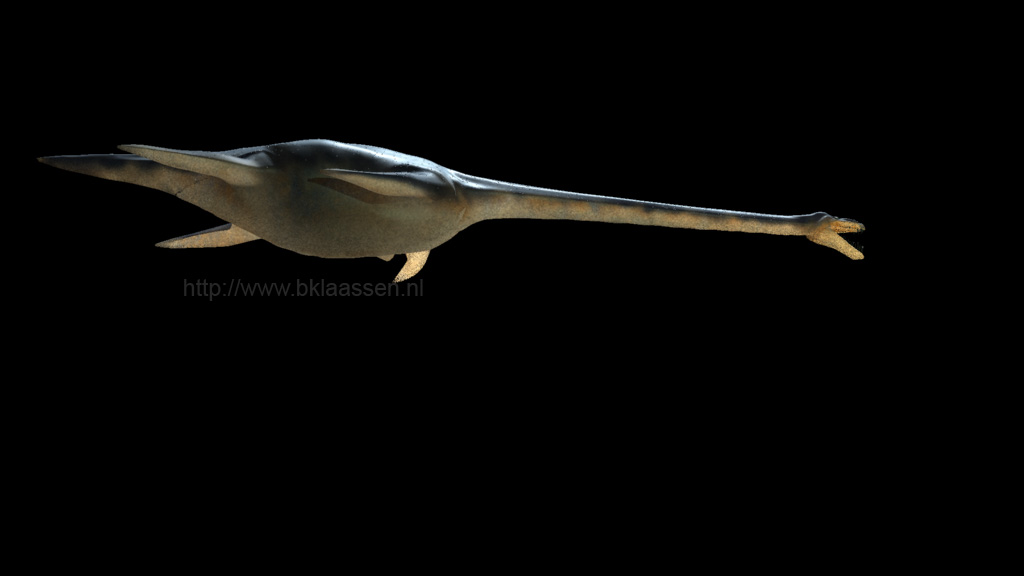 elasmo_belly.jpg