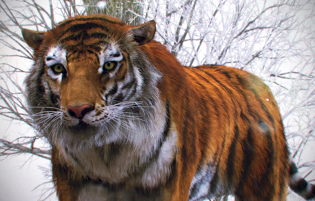 Tiger_peres3D2.jpg