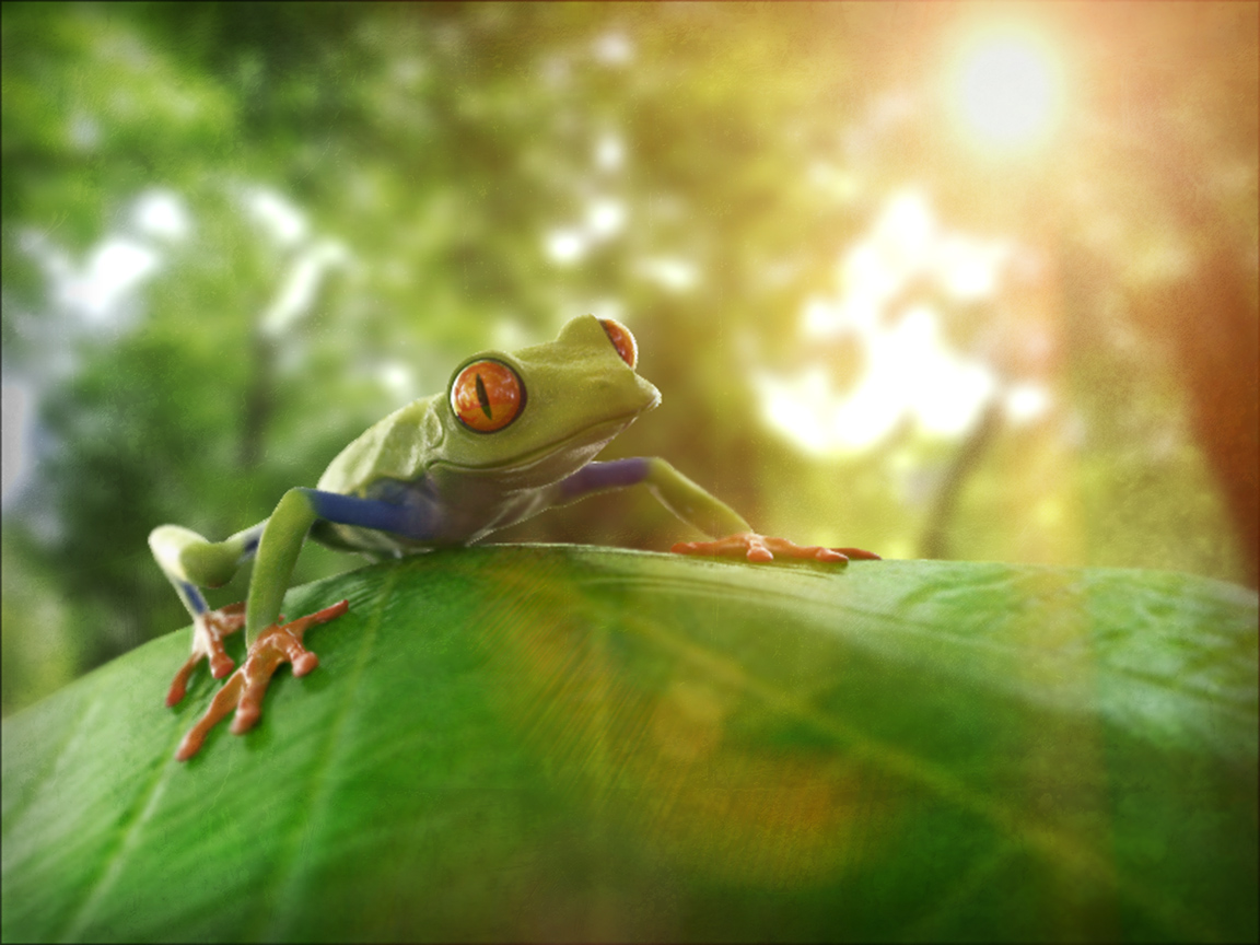 Frog.jpg