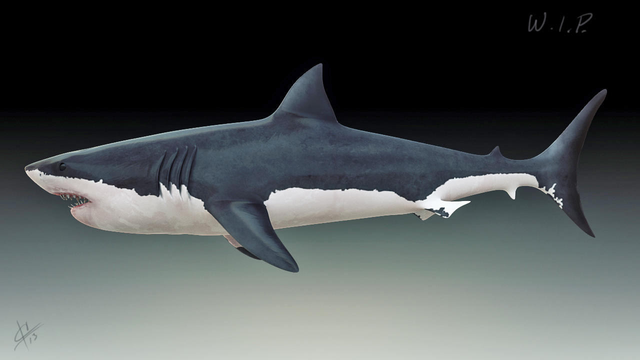 whiteshark_shaded_left.jpg