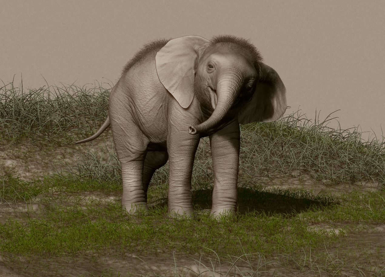 elephant_04.JPG
