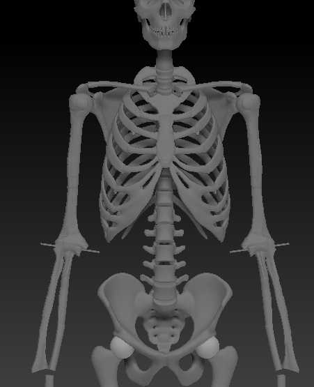 ZBrush Documentskeleton CHALK.jpg