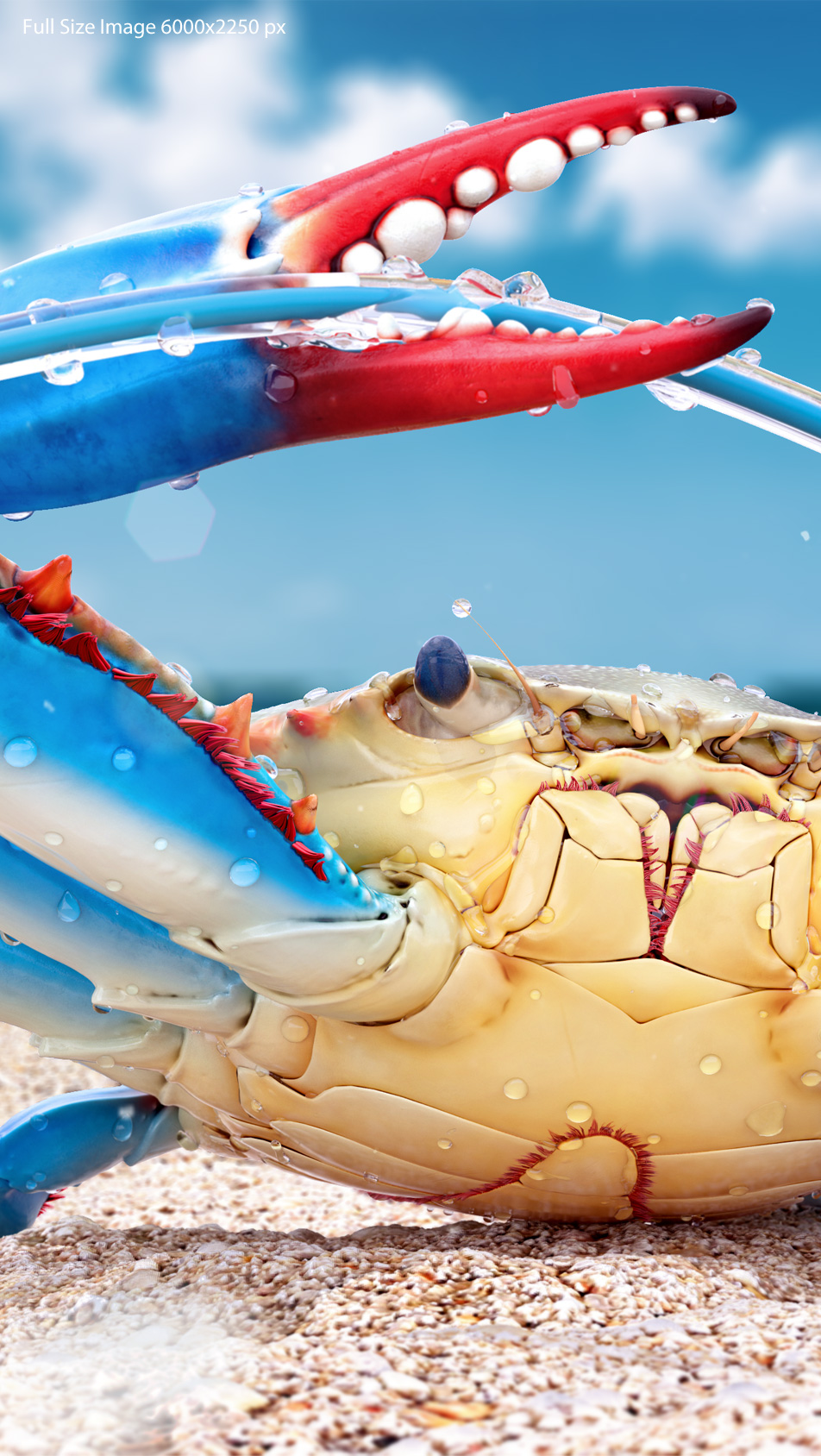 crab_03.jpg