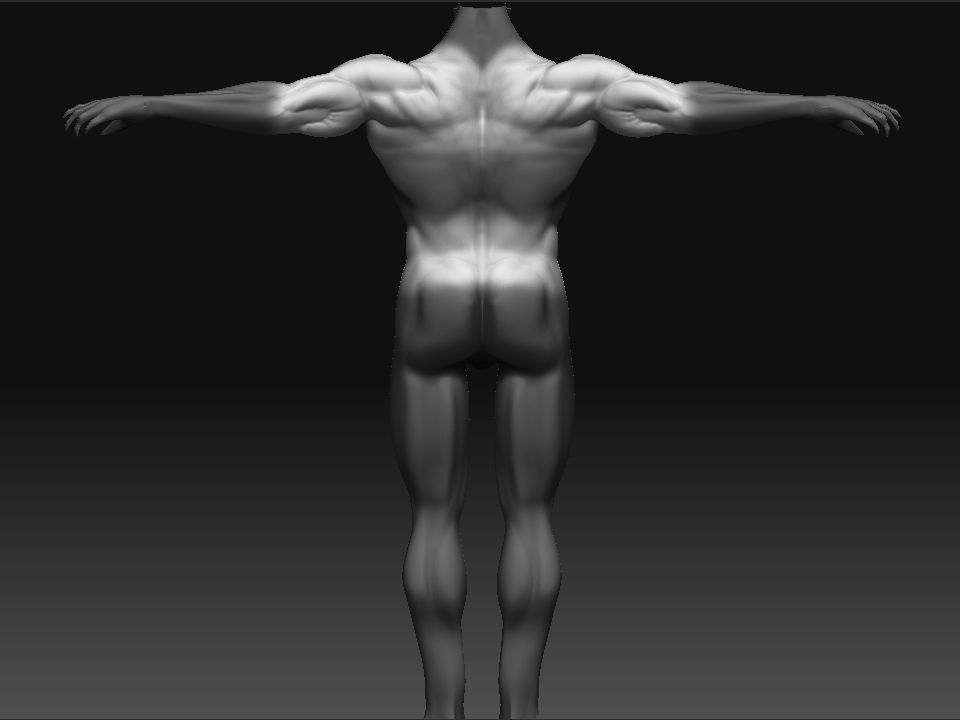 skeletormusclerefine3.jpg