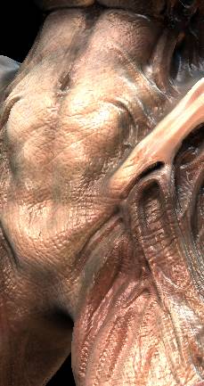 close_up_02.jpg