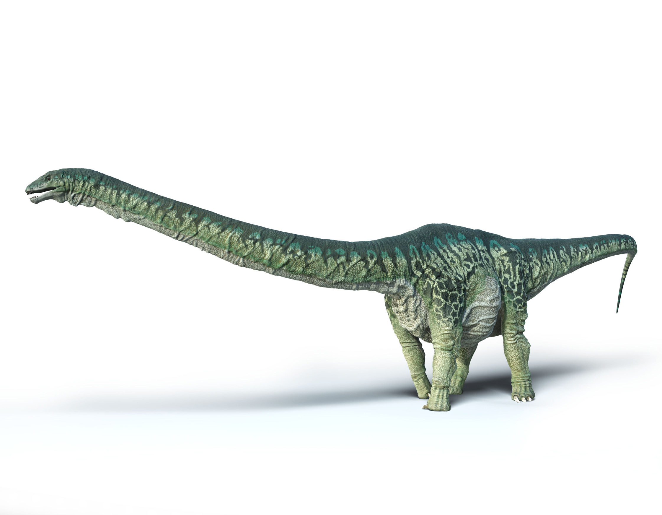Apatosaurus_HiRes.jpg