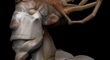 crabKing-p2-m.jpg