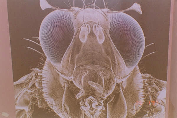 giantfly.jpg