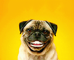 tumblr_lr14i9NCOK1qfhg93o3_250.gif
