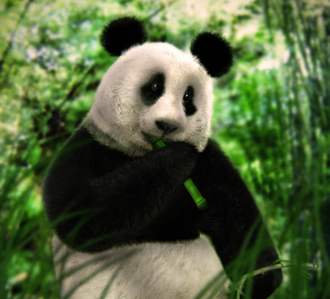 mypandafinal.jpg